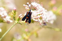 Synanthedon polygoni