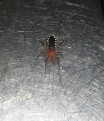 Cosmoclopius poecilus