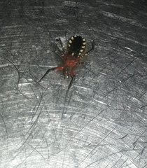 Cosmoclopius poecilus