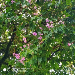 Lagerstroemia speciosa
