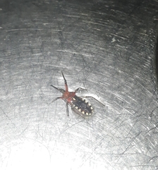 Cosmoclopius poecilus