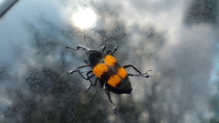 Cactophagus duplocinctus