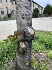 Prunus