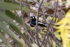 Copsychus albospecularis