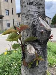 Prunus