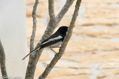 Copsychus albospecularis