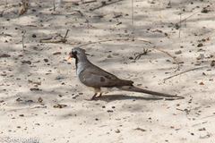 Oena capensis aliena