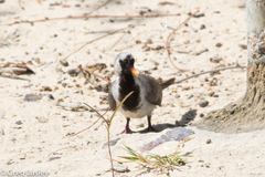 Oena capensis aliena