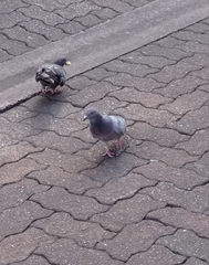 Columba livia domestica