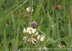 Hemiargus hanno hanno