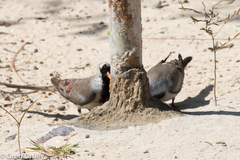 Oena capensis aliena