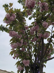 Prunus