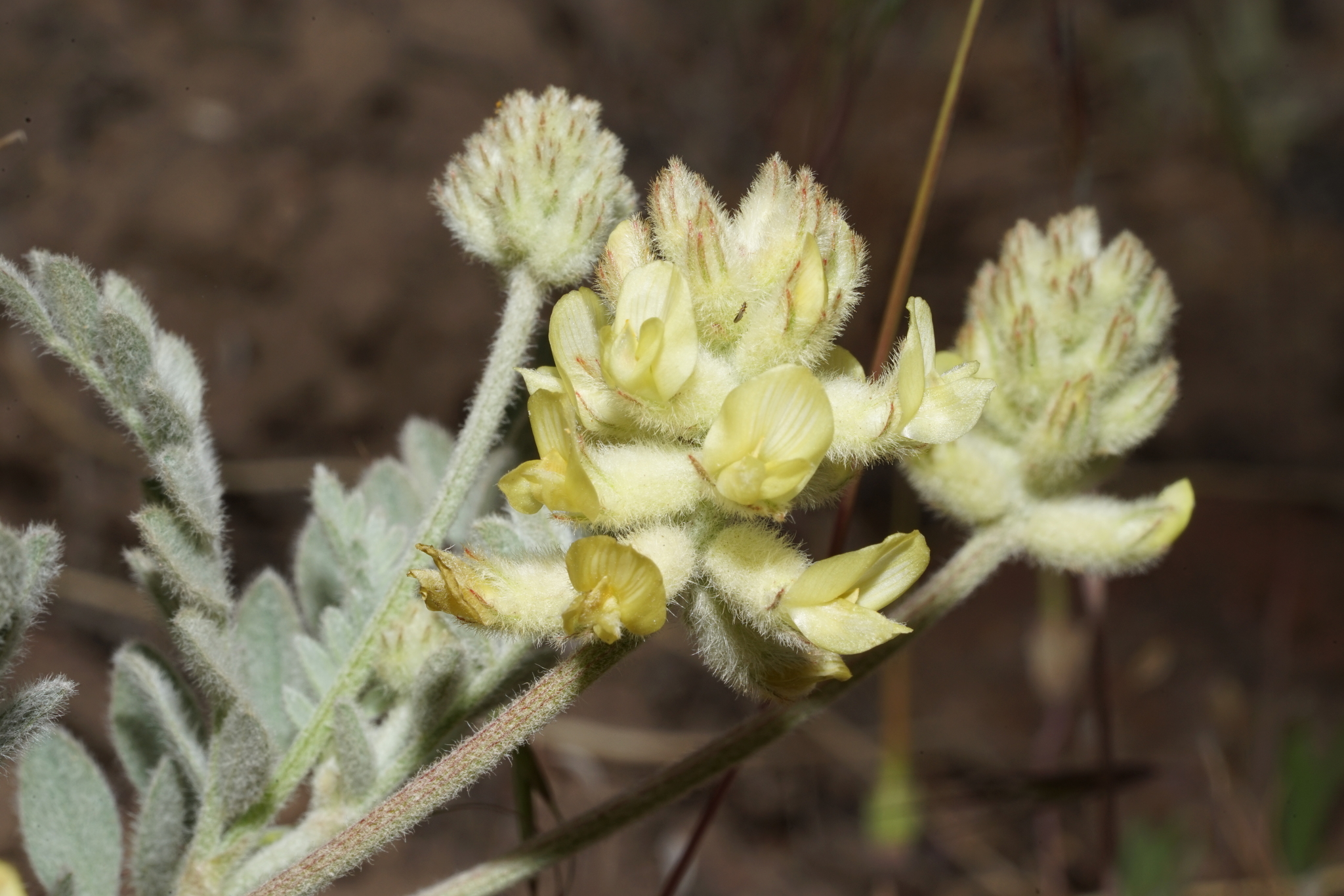 Astragalus tyghensis