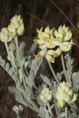 Astragalus tyghensis