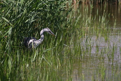 Ardea cinerea