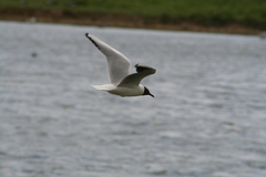 Chroicocephalus ridibundus