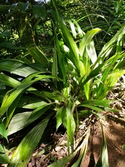 Calanthe formosana