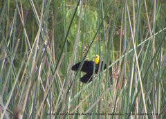 Chrysomus icterocephalus bogotensis