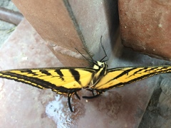 Papilio multicaudata