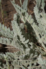 Astragalus tyghensis