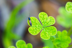 Dolerosomus silaceus