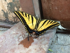 Papilio multicaudata