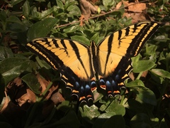 Papilio multicaudata