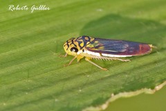 Dilobopterus costalimai