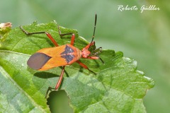 Hypselonotus bitrianguliger