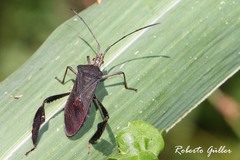 Leptoglossus ingens