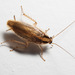 German Cockroach - Photo (c) juju98, some rights reserved (CC BY-NC), uploaded by juju98