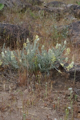 Astragalus tyghensis