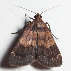 Hydrillodes norfolki obscurior