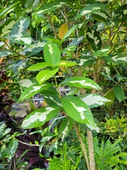 Graptophyllum pictum