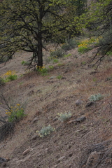 Astragalus tyghensis