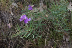 Lathyrus pauciflorus