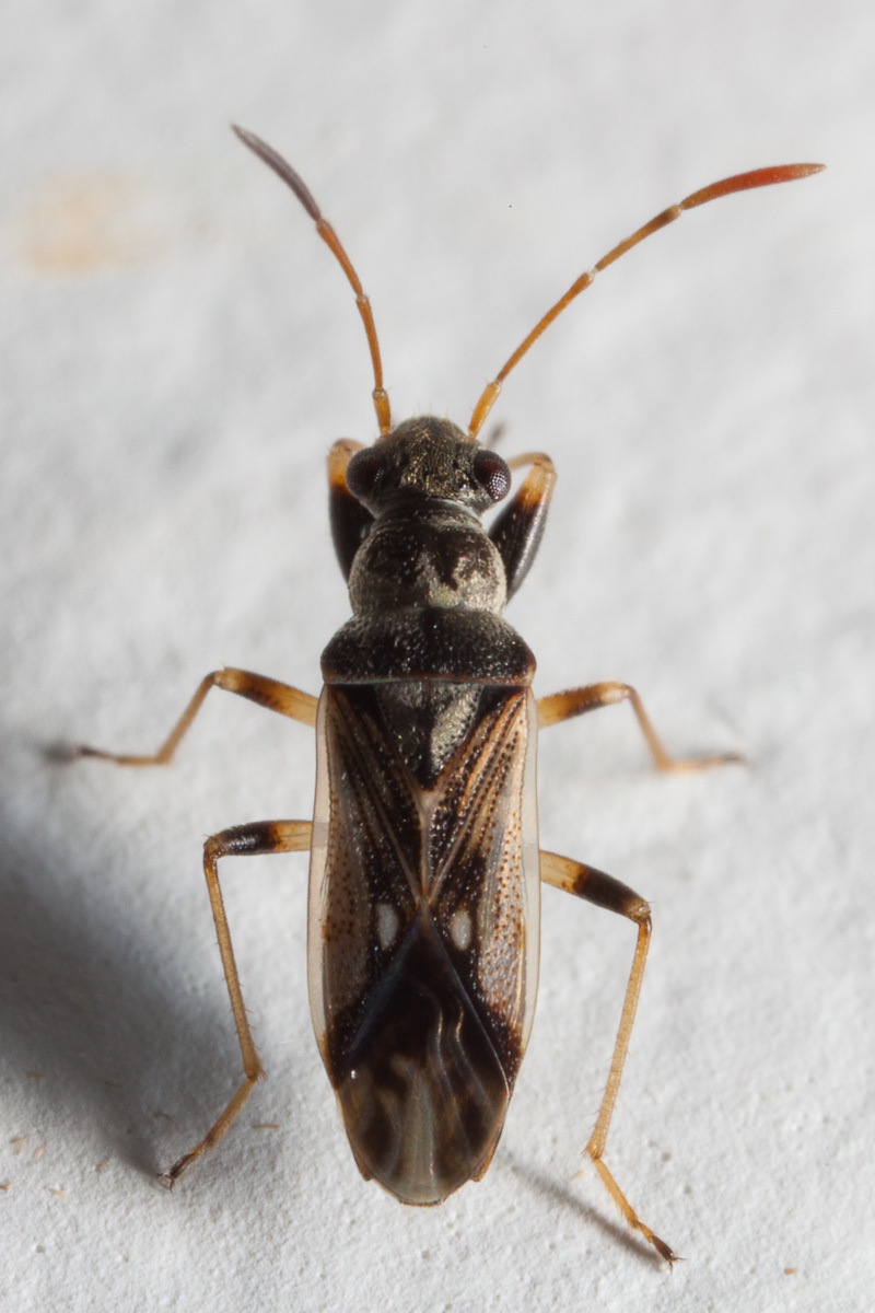 Pseudopachybrachius guttus (Dallas, 1852)