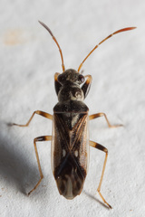 Pseudopachybrachius guttus