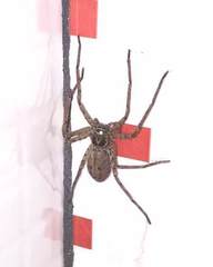 Heteropoda venatoria