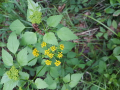 Thaspium barbinode