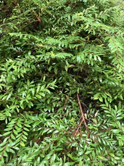 Phyllanthus myrtifolius