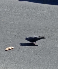 Columba livia domestica