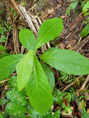 Cordia sulcata
