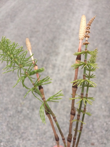 Ožkabarzdis asiūklis nuotrauka