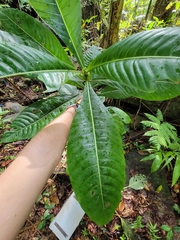 Psychotria grandis