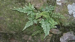 Asplenium billotii