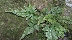 Asplenium billotii