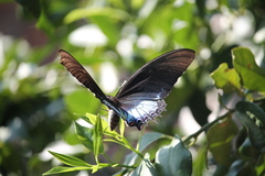 Heraclides androgeus