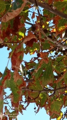 Platanus × hispanica