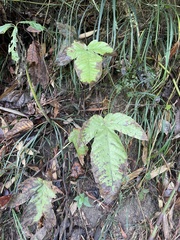 Tectaria polymorpha
